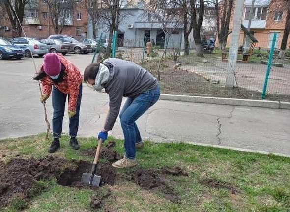 У Житомирі 200 саджанців дерев «розлетілися» по ОСББ. ФОТО