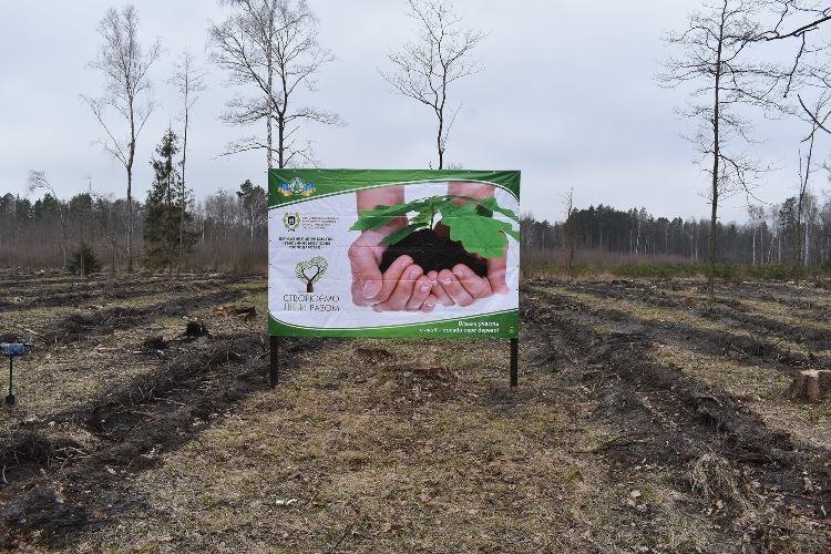 На Житомирщині самоврядці вийшли з кабінетів на... природу, аби посадити дерева. ФОТО