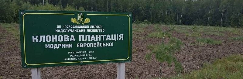 В Городницькому лісгоспі вирощують клоновані модрини