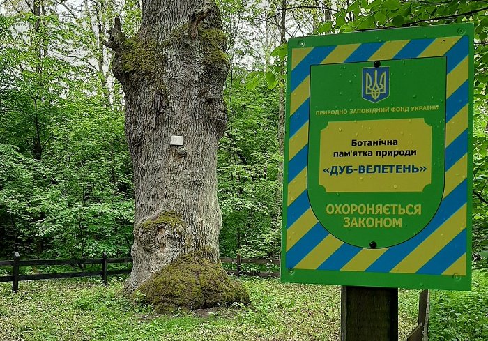 Величний дуб-велетень на Житомирщині, якому вже понад 550 років. ФОТО