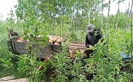 У встановлену житомирськими лісівниками фотопастку попався «чорний» лісоруб