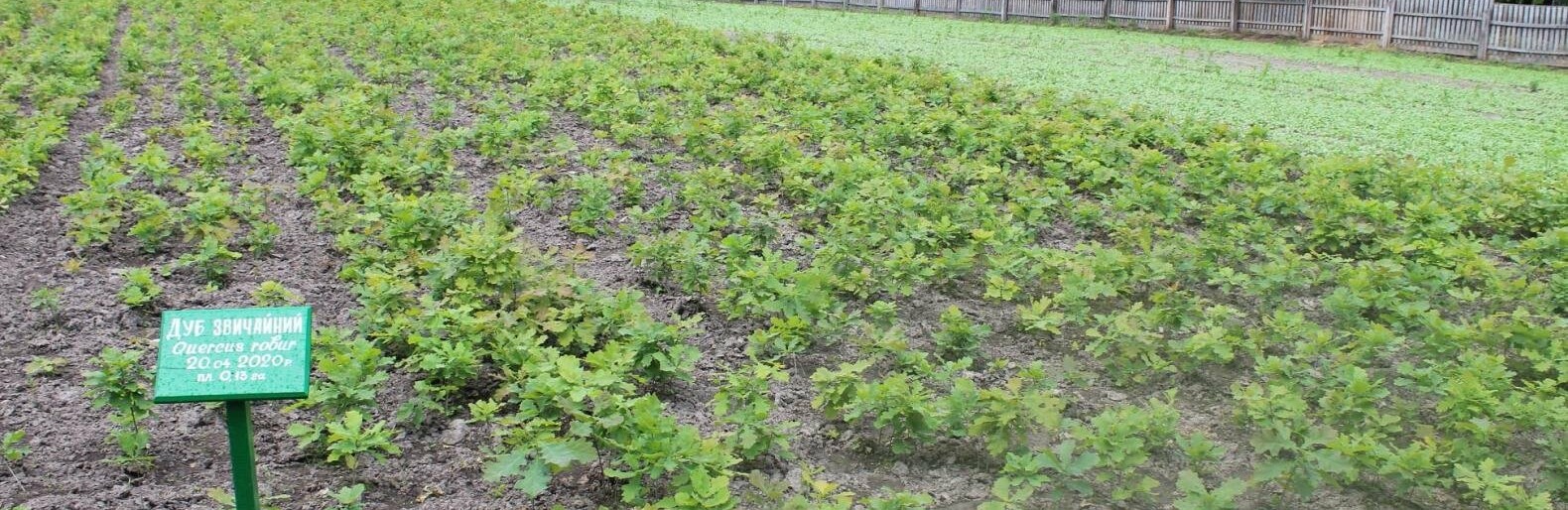 Займають 66% площі підприємства: Дубові насадження лісового господарства на Житомирщині. ФОТО