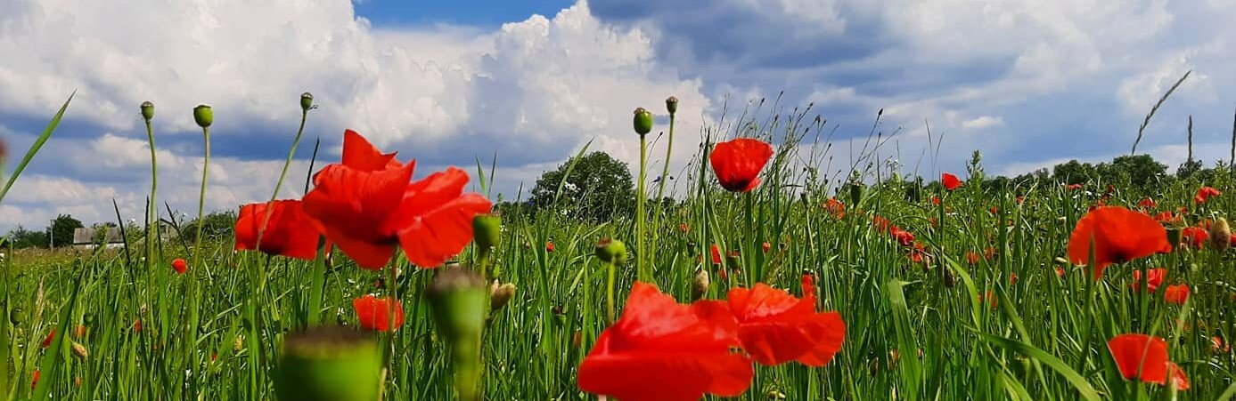 Краса в деталях: чарівні світлини мальовничих сіл Житомирщини. ФОТО