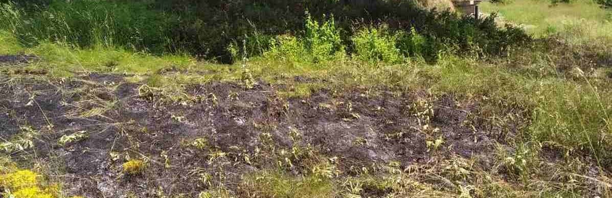 На Житомирщині через необережність під час куріння загорілась трава