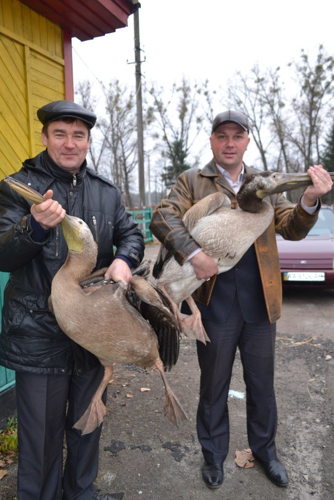 На Олевщині біля річки Уборть люди знайшли трьох пеліканів (фото) - фото 1