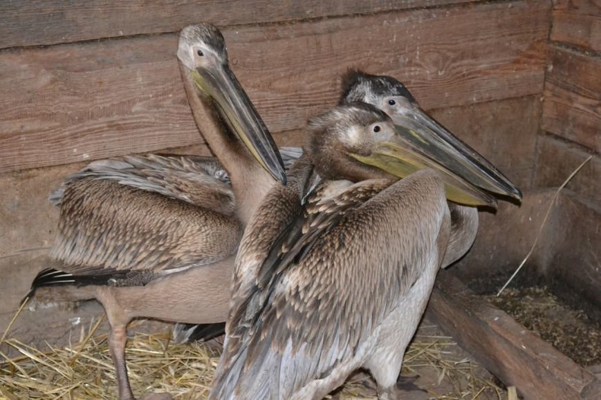 На Олевщині біля річки Уборть люди знайшли трьох пеліканів (фото) - фото 1