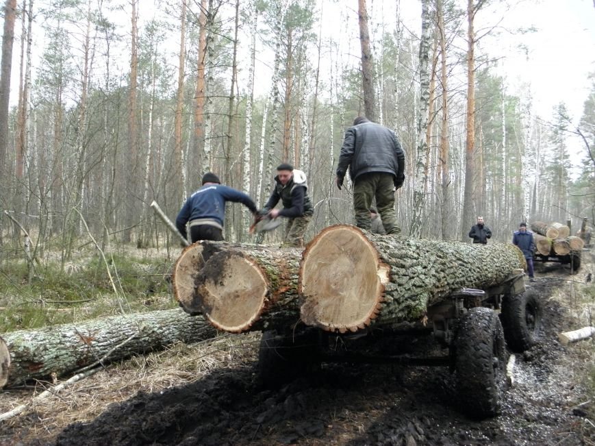 На Житомирщині побільшало лісокрадів: лісівники копають рови, аби не вирізали всі дерева (фото) - фото 1