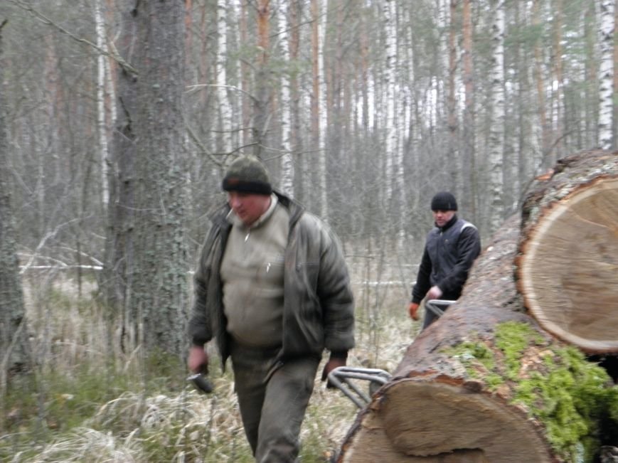 На Житомирщині побільшало лісокрадів: лісівники копають рови, аби не вирізали всі дерева (фото) - фото 1