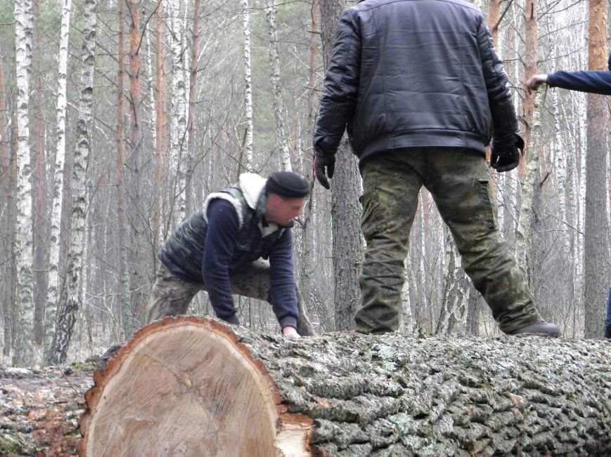 На Житомирщині побільшало лісокрадів: лісівники копають рови, аби не вирізали всі дерева (фото) - фото 1